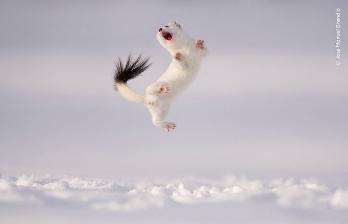 Fotografie ze soutěže Wildlife Photographer of the Year 2024