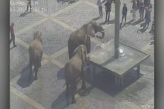 Za venčení slonů centrem Přerova cirkus dostal pokutu šest tisíc korun