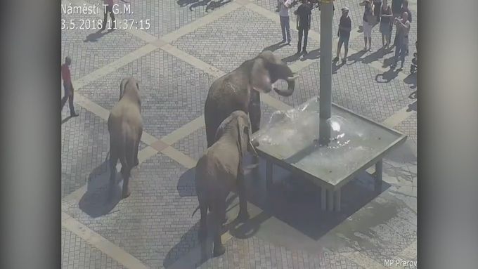 Přerovští strážníci zasahovali u kuriózního případu v centru města - přímo na náměstí se totiž procházeli tři sloni, kteří se dokonce přišli napít.