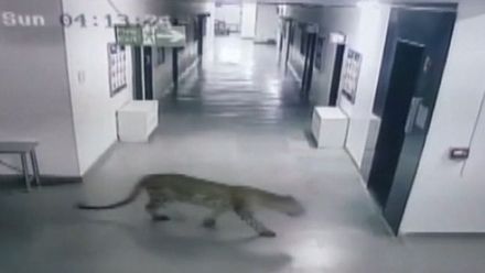 Leopard se toulal školními chodbami. Muž se ho pokoušel chytit holýma rukama