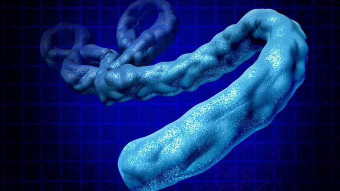 Virus eboly, ilustrační foto