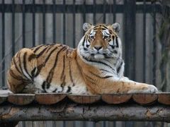 Budou tygři v budoucnu k vidění jen v zoologických zahradách?