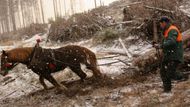 VYSOKÉ TATRY (Slovensko) 19. listopadu - Rok po vichřici: "Když je v lese dobře, je dobře, ale když je zle, je hodně zle," říká František a ukazuje hojící se ránu na břiše koně. "Před dvěma dny se mi tu roztrhla. Nohu si v tomhle polomu může zlomit jak nic," dodává.