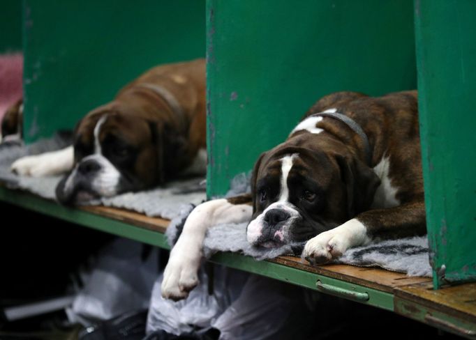 Crufts Dog Show (Birmingham)