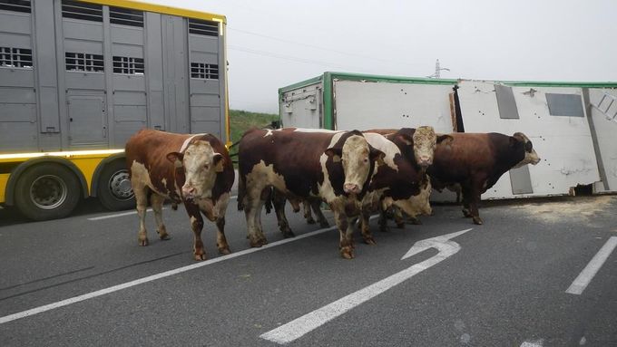 Foto: Po nehodě běhalo po silnici 6 býků, naháněli je hasiči