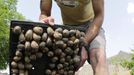 Austrian snail farmer Andreas Gugumuck collects snails (Helix Aspersa) in baskets in his farm in Vienna July 10, 2013. Andreas Gugumuck owns Vienna's largest snail farm, exporting snails, snail-caviar and snail-liver all over the world. The gourmet snails are processed using old traditional cooking techniques and some are sold locally to Austrian gourmet restaurants. Picture taken July 10, 2013. REUTERS/Leonhard Foeger (AUSTRIA - Tags: ANIMALS FOOD SOCIETY) Published: Čec. 16, 2013, 11:12 dop.