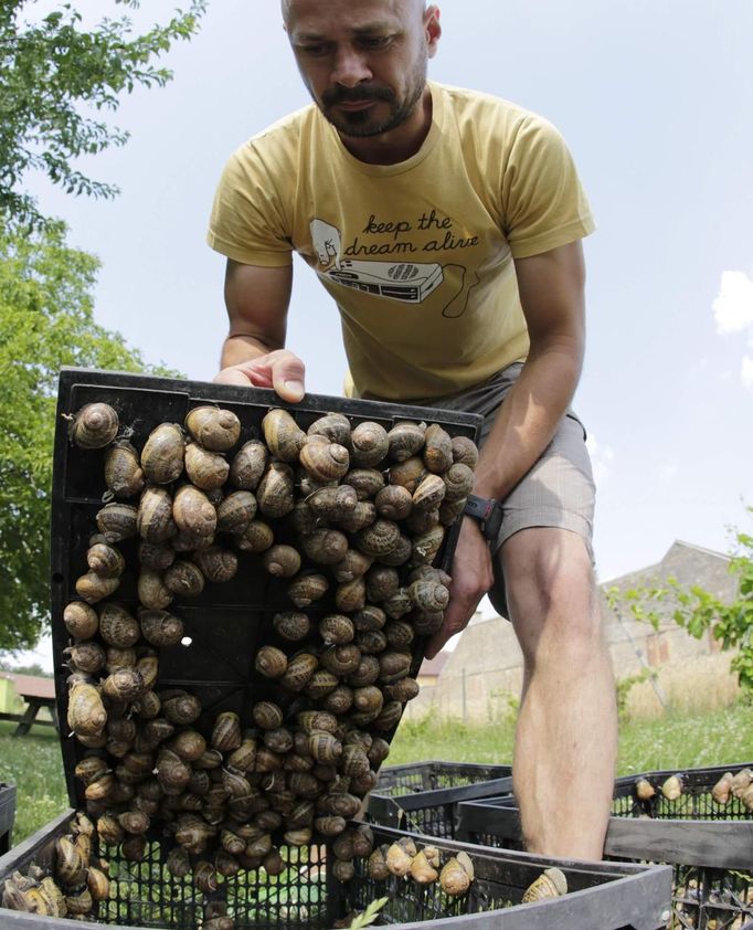 Austrian snail farmer Andreas Gugumuck collects snails (Helix Aspersa) in baskets in his farm in Vienna July 10, 2013. Andreas Gugumuck owns Vienna's largest snail farm, exporting snails, snail-caviar and snail-liver all over the world. The gourmet snails are processed using old traditional cooking techniques and some are sold locally to Austrian gourmet restaurants. Picture taken July 10, 2013. REUTERS/Leonhard Foeger (AUSTRIA - Tags: ANIMALS FOOD SOCIETY) Published: Čec. 16, 2013, 11:12 dop.