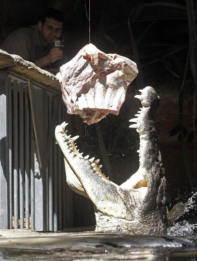 Rex, a crocodile, which weighs 700kg (1543.2 pounds), devours a set of beef ribs at Wild Life Sydney Zoo October 3, 2012. Rex had his first meal today after three months of hibernation. REUTERS/Daniel Munoz (AUSTRALIA - Tags: SOCIETY ANIMALS) Published: Říj. 3, 2012, 4:26 dop.