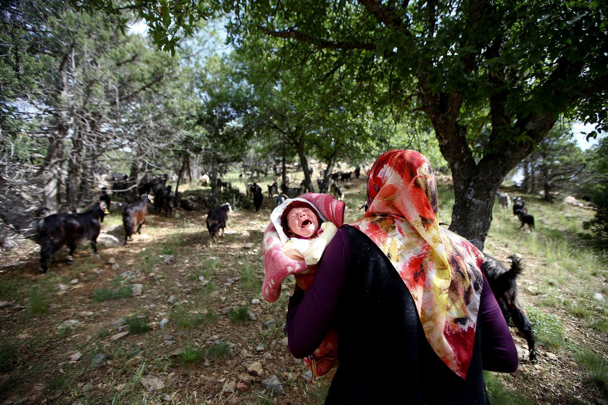 Fotogalerie / Nomádi v Turecku / Reuters / 2