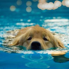 pes, plavání, žena
