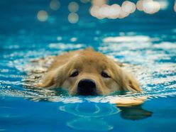 pes, plavání, žena