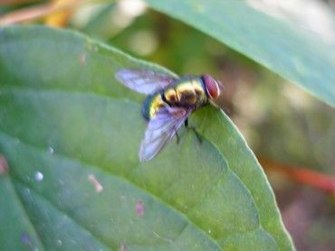 T-mobile MDA Compact II - přirozené světlo, vysoká kvalita, makro touto optikou nepořídíte