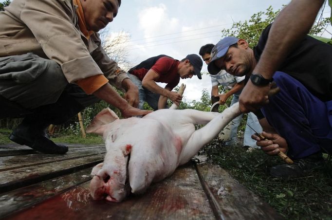 Luis Salgado (C, red shirt), nicknamed Chucho, holds a pig as he and relatives slaughter it for meat at their home in the village of Sagua La Grande in central Cuba, March 10, 2013. Chucho was granted a U.S. visa based on his father's status as legal resident in Texas, and he was reunited in Miami with his father, Jesus Salgado, who had escaped Cuba on a frail boat ten years earlier. The Salgados are among many Cubans taking advantage of Cuba's new travel policy in place since last January, which allows citizens to leave the country with just a passport and no need for much-hated exit visas required since 1961. Picture taken March 10, 2013. REUTERS/Desmond Boylan (CUBA - Tags: POLITICS SOCIETY) Published: Dub. 11, 2013, 1:35 odp.