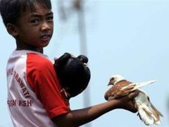Chlapec hrající si s holuby v Jakartě. Děti a mladí dospělí by měli být jako očkováni proti ptačí chřipce jako první, hned poté co zdravotníci doručí vakcínu. REUTERS/Beawiharta