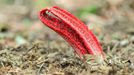 Květnatec Archerův (Clathrus archeri)