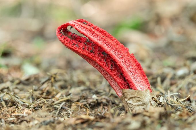 Květnatec Archerův (Clathrus archeri)