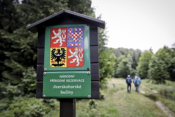 Jizerskohorské bučiny