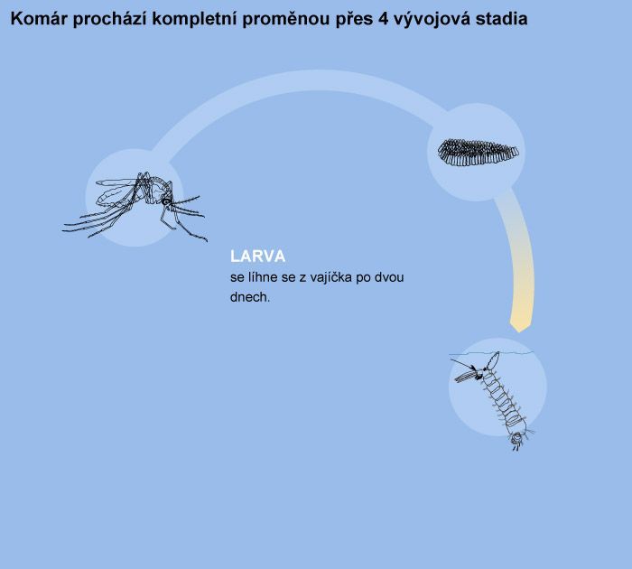 Vývojové fáze komára - larva