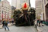 Úctyhodnou, osmitunovou jedli, přivážejí dělníci před Rockefellerovo centrum v New Yorku. Vánoční stromek tu vztyčili již po 75., má zhruba pětadvacet metrů a "přijel" až ze státu Connecticut.
