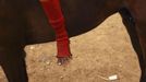 The foot of child jockey is seen as he sits on his horse at Panda racetrack outside Bima, November 18, 2012. Dozens of child jockeys, some as young as eight-years-old take part in the races. Involving nearly 600 horses they take place around a dusty, oval track of 1,400 meters (nearly one mile). The reward, for the winner is a handful of cash for his family, and glory for the jockey. The grand prize is one million rupiah ($100). Those who win their groups get two cows. The chairman of the races' organising team, Hajji Sukri, denies that there is any danger to the children saying they are all skilful riders and none has been killed or seriously hurt. Picture taken November 18, 2012. REUTERS/Beawiharta (INDONESIA - Tags: SPORT SOCIETY) ATTENTION EDITORS: PICTURE 19 of 25 FOR PACKAGE 'BETTING ON CHILD JOCKEYS' Published: Lis. 24, 2012, 9:16 dop.