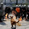 Řecký maskot demonstrací Kanellos