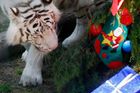 Bengálská tygřice Betty zažívá vánoční pohodu v argentinské zoo v Buenos Aires.
