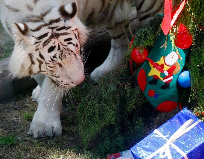 Bengálská tygřice Betty zažívá vánoční pohodu v argentinské zoo v Buenos Aires.