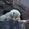 Sloni v pražské ZOO