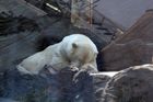 Medvěd lední v zajetí. V betonovém výběhu pražské zoo bude kolem 40 stupňů ve stínu.