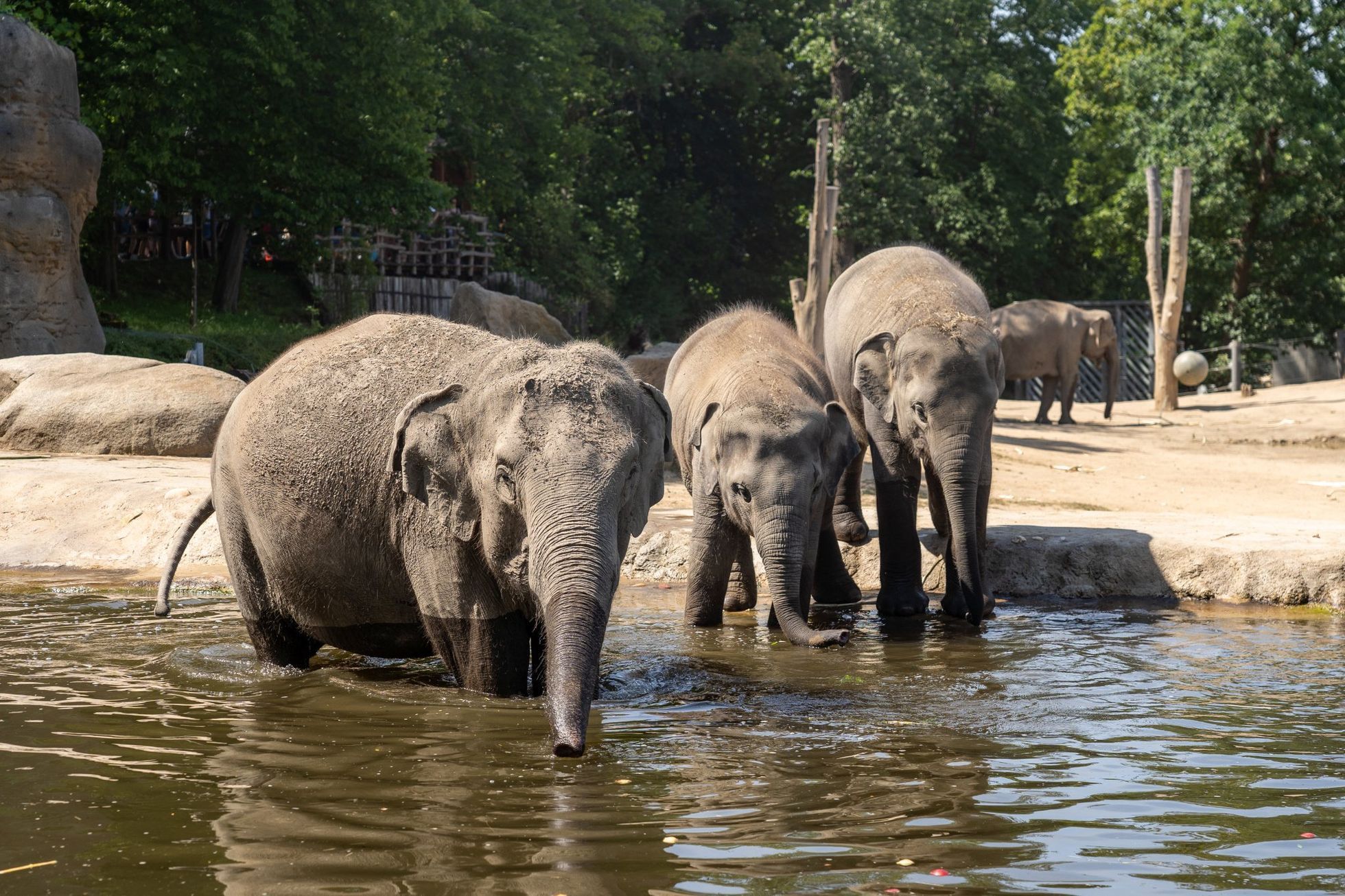 Zvířata v Zoo Praha se chladí během vlny veder.