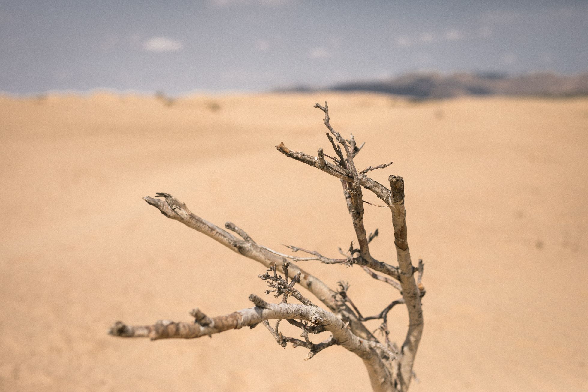 Mongolsko, mongolové, pastevci, pastevec, jurta, kůň, koně, poušť Gobi, sucho, klimatické změny, klima, smrt