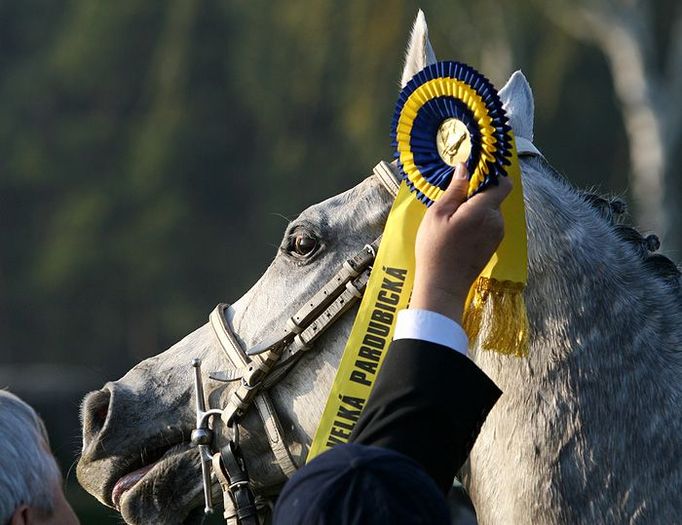 Dvojnásobná vítězka Velké pardubické - klisna Sixteen.