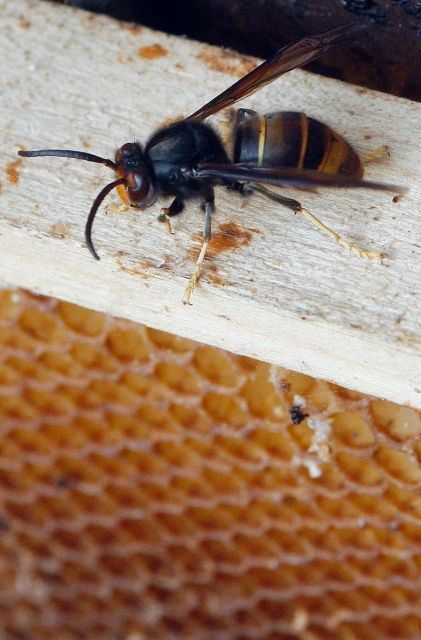 Vespa velutina