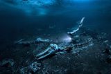 Absolutní vítěz soutěže Underwater Photographer of the Year a vítěz v kategorii Širokoúhlé snímky: Alex Dawson (Švédsko) - Kostra plejtváka. Když lovci ve východním Grónsku uloví plejtváka, vytáhnou jeho tělo na břeh a dělí se o kůži, maso a tuk. Pak kostru odtáhnout zpět do moře. Lze je pak najít v mělkých vodách u pobřeží. (Fotoaparát Nikon Z7 II, objektiv Nikon 8-15 mm,  ISO 500, clona f/4,5 čas 1/60 s, přirozené světlo, podvodní pouzdro Nauticam Z7 II).