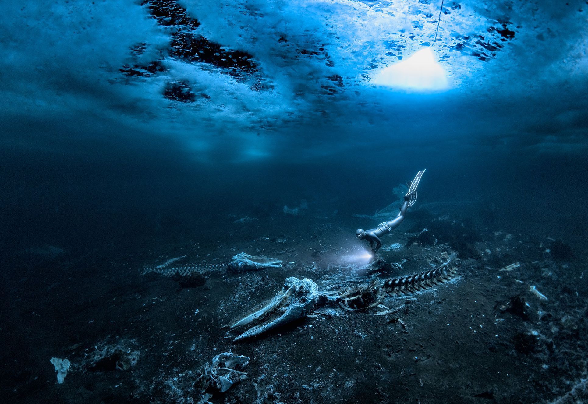 Vítězové soutěže Underwater Photographer of the Year 2024