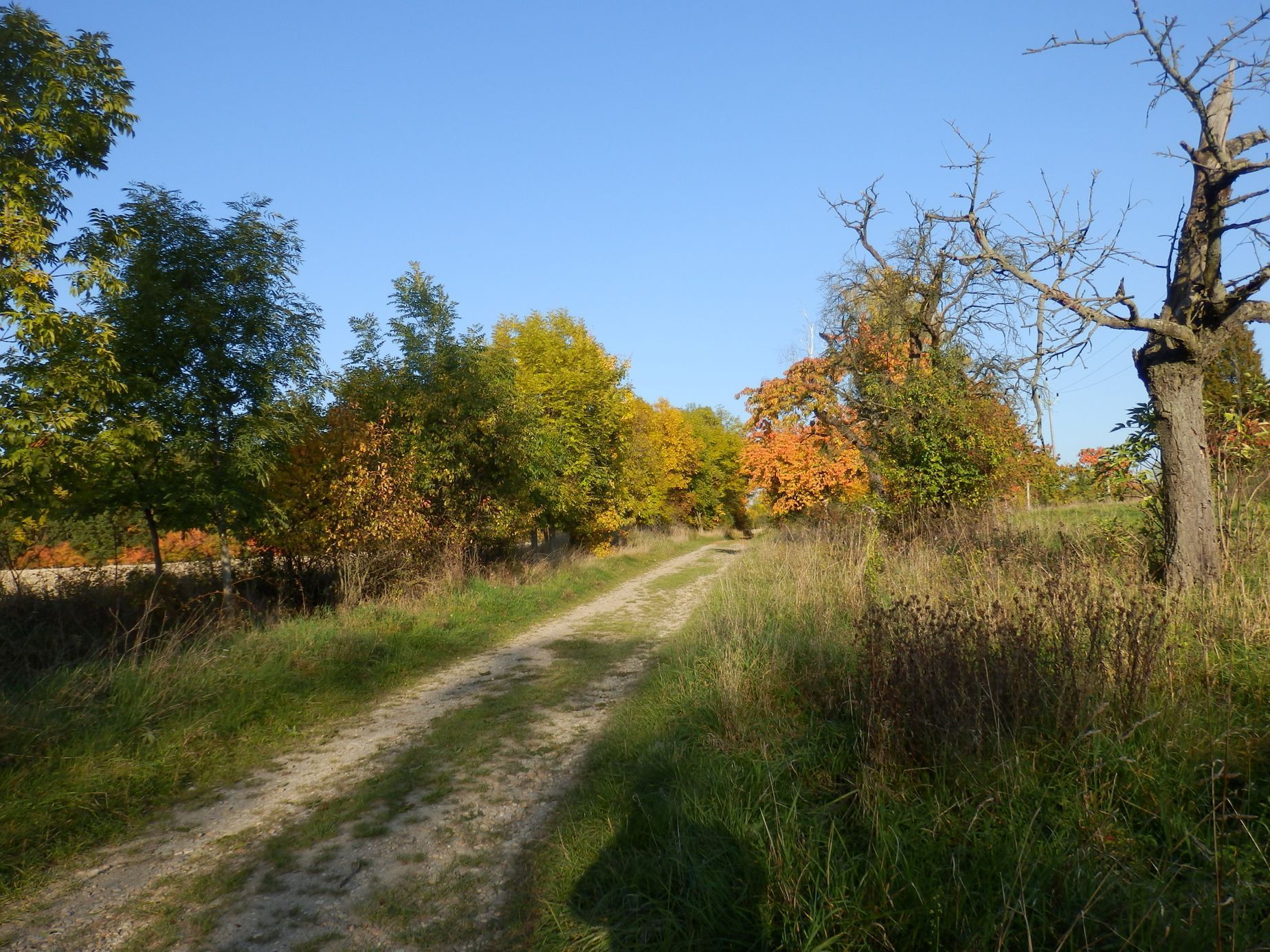 Soutěžní snímky Alej roku 2022