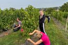 Vinobraní je na jižní Moravě v plném proudu. Letos ale počasí vinařům moc nepřeje.