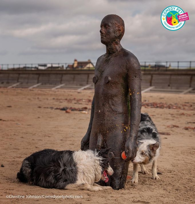 Comedy Pet Photo Awards 2021 - ukázky z dosud přihlášených fotografií