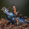 Wildlife Photographer of the Year 2024