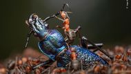 Střevlíka vrásčitého potkal neblahý osud. Připletl se do cesty lesním mravencům. Snímek pořídil Němec Ingo Arndt, vítěz v kategorii Bezobratlí. (fotoaparát Canon EOS 5DS R + 100mm f2.8 lens; 1/200 at f8; ISO 400; Canon Macro Twin Lite MT-24EX flash; softboxes)