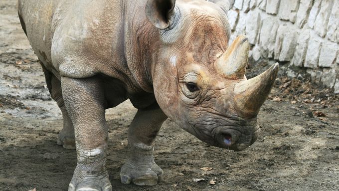 Nosorožce černého, též dvourohého, chová i Zoo Dvůr Králové.