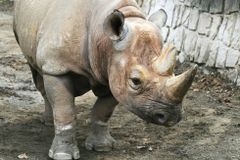 Zemřel nejstarší nosorožec černý na světě. Samici Faustě bylo rekordních 57 let