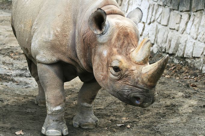 Nosorožce černého, též dvourohého, chová i Zoo Dvůr Králové.