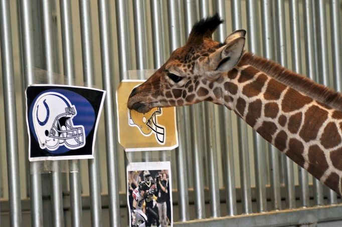 Mládě Jabari má jasno, kdo letos vyhraje turnaj amerického fotbalu. New Orleans Saints. Žirafy žijí v různých afrických státech. Na velkém území výskytu vytváří celou řadu poddruhů, které se navzájem liší kresbou, počtem růžků a místem rozšíření.