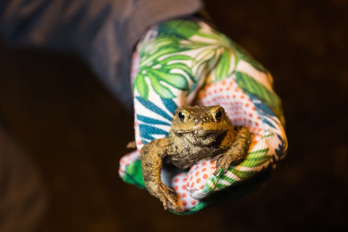 Czech Press Photo 2018 - nominace v kategorii Příroda