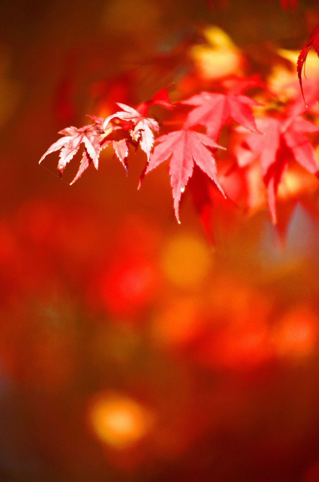 Foto: Krásy podzimu