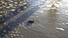 A Loggerhead turtle hatchling makes its way to the surf at Myrtle Beach State Park in Myrtle Beach, South Carolina August 4, 2012. Nest inventories are taken three days after they hatch and the empty egg shells are categorized and the information is sent to researchers. Turtle volunteers walk the area's beaches along South Carolina's coast daily during the nesting season, looking for signs of turtle activity and keeping tabs on the progress of the endangered species of turtles that lay their eggs along the coast. Photo taken August 4, 2012. REUTERS/Randall Hill (UNITED STATES - Tags: ANIMALS ENVIRONMENT) Published: Srp. 21, 2012, 12:30 odp.