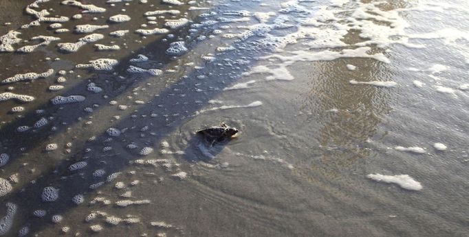 A Loggerhead turtle hatchling makes its way to the surf at Myrtle Beach State Park in Myrtle Beach, South Carolina August 4, 2012. Nest inventories are taken three days after they hatch and the empty egg shells are categorized and the information is sent to researchers. Turtle volunteers walk the area's beaches along South Carolina's coast daily during the nesting season, looking for signs of turtle activity and keeping tabs on the progress of the endangered species of turtles that lay their eggs along the coast. Photo taken August 4, 2012. REUTERS/Randall Hill (UNITED STATES - Tags: ANIMALS ENVIRONMENT) Published: Srp. 21, 2012, 12:30 odp.