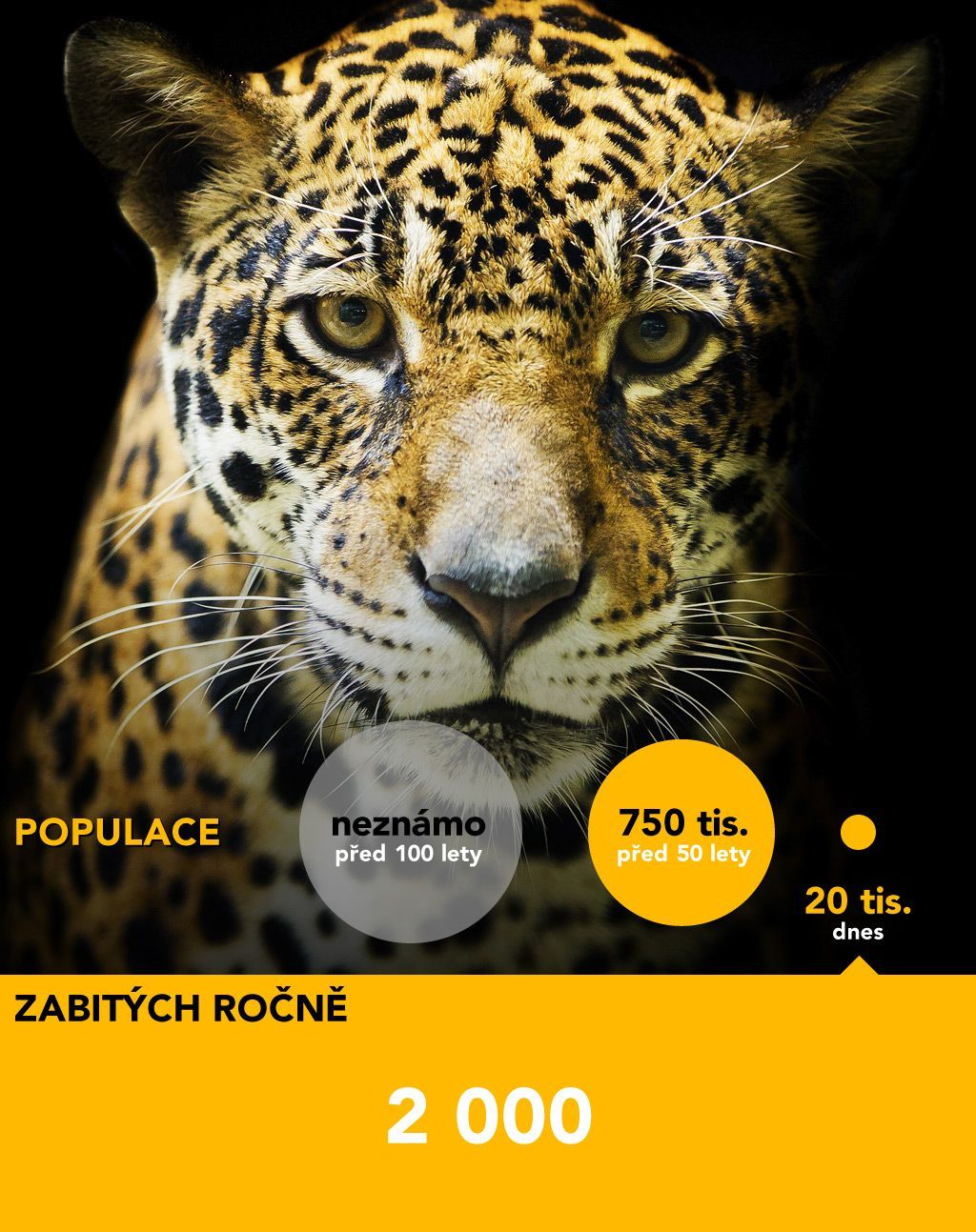 grafika - Vybíjení zvířat pokračuje - leopard