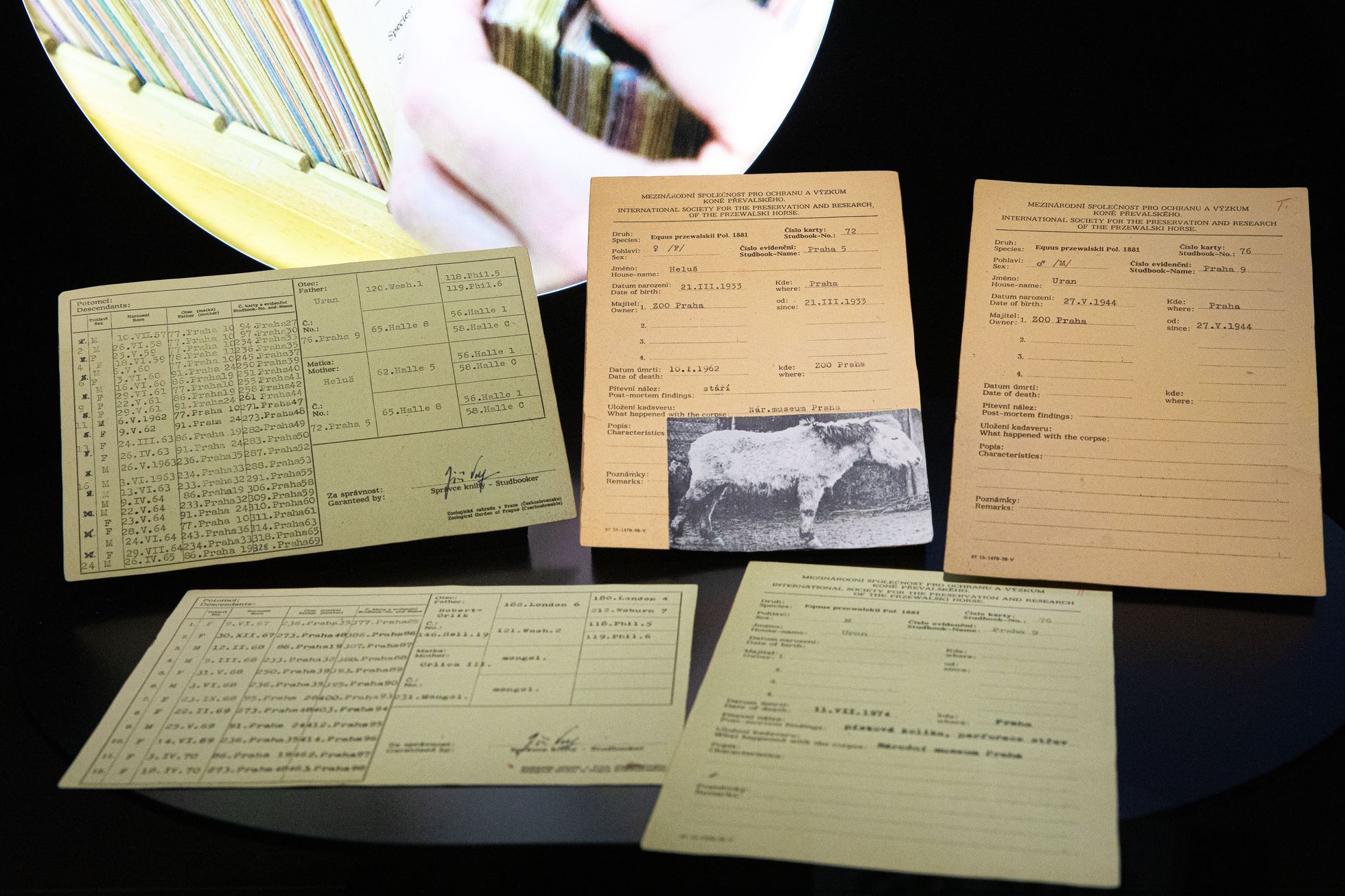 Pražská zoo, nová expozice a pavilon Gobi, koně převalského